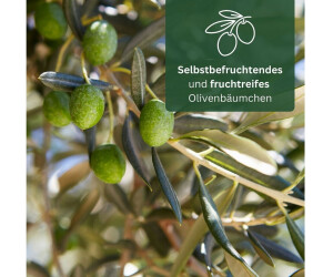 yucca palme wie oft dngen Yucca Dnger - Mineralischer NPK Flssigdnger mit Stickstoff