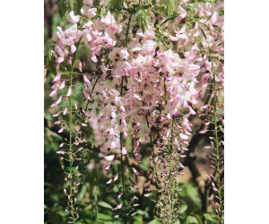 Pflanzen-fr-dich Wisteria Brachybotrys Shiro Beni Japanische Wisterie Rosa  60-100 cm ab 19.99  | Vergleiche 2 Angebote auf idealo.de