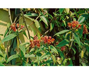 Pflanzen-fr-dich Lonicera Henryi Immergrne Geischlinge 80-100 cm ab  37.99  | Vergleiche 5 Angebote auf idealo.de