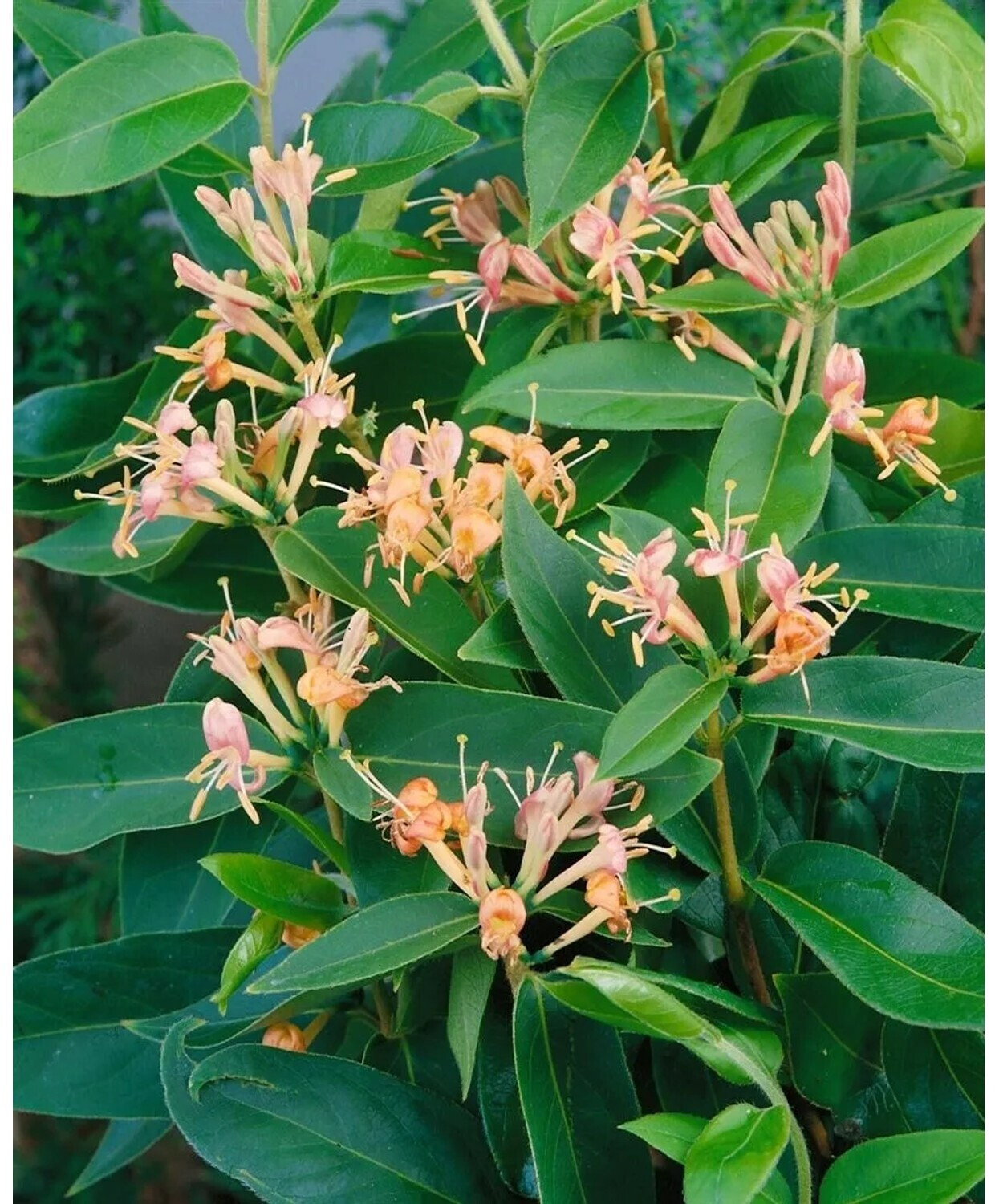 Pflanzen-fr-dich Lonicera Henryi Immergrne Geischlinge 80-100 cm ab  37.99  | Vergleiche 5 Angebote auf idealo.de