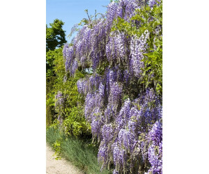 Pflanzen-fr-dich Wisteria Floribunda Macrobotrys Japanische 150-200 cm ab  73.99  | Vergleiche 1 Angebote auf idealo.de