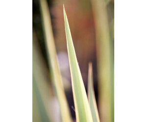 sansevieria pinguicula Sansevieria pinguicula 'Walking Sansevieria' , Dracaena pinguicula main image 0