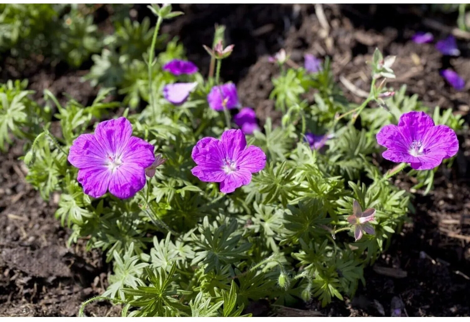 Pflanzen f r dich Geranium Sanguineum Blutstorchschnabel Ca 12 Cm Topf pflanzen-f-r-dich-geranium-sanguineum-blutstorchschnabel-ca-12-cm-topf