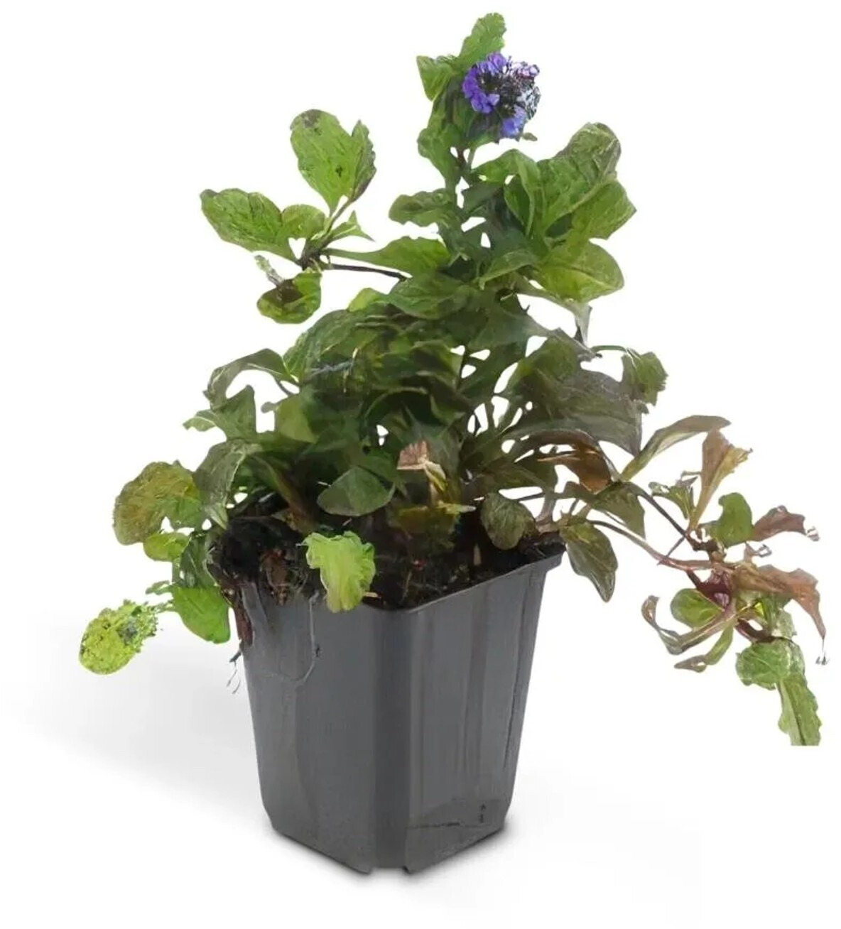 Exotenherz Bodendecker Kriechender Ajuga Reptans 9cm Topf Set Mit 12  Pflanzen ab 37.99  | Vergleiche 2 Angebote auf idealo.de