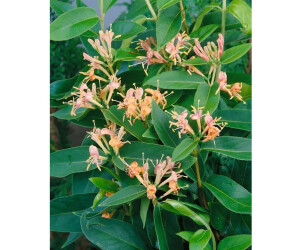 Pflanzen-fr-dich Lonicera Henryi Immergrne Geischlinge 100-150 cm ab  40.65  | Vergleiche 5 Angebote auf idealo.de