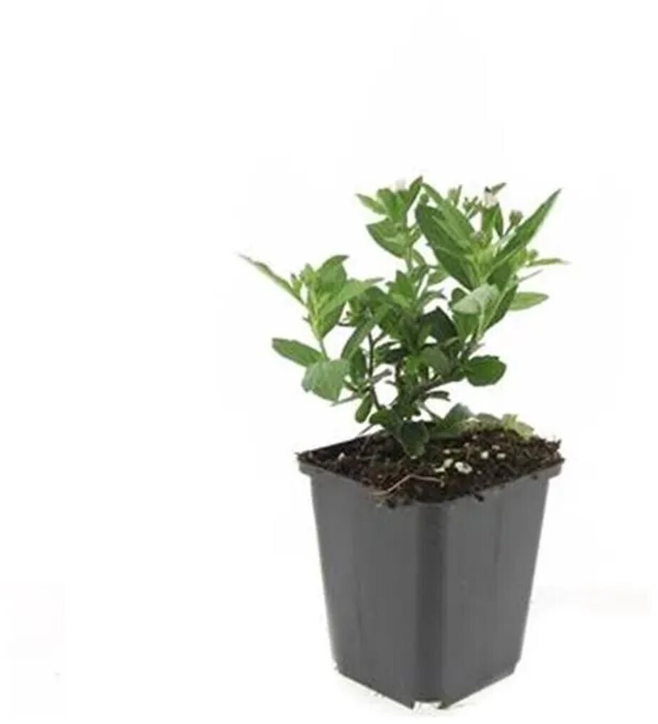 Exotenherz Zierstaude Wilde Ageratioides Stardust 9cm Topf Set mit 40 ...