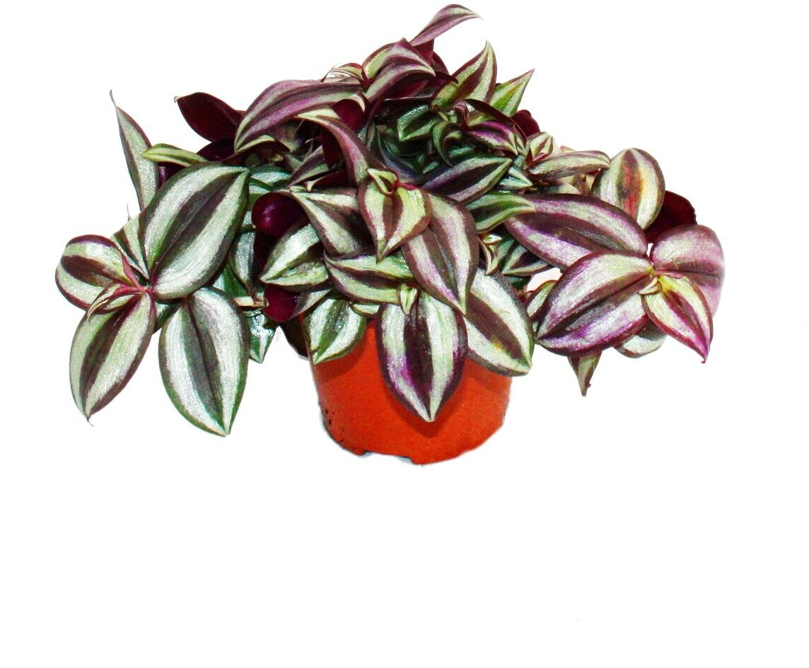 Exotenherz Dreimasterblume Tradescantia zebrina pflegeleichte hngende  Zimmerpflanze 12cm Topf ab 11.99  | Vergleiche 1 Angebote auf idealo.de