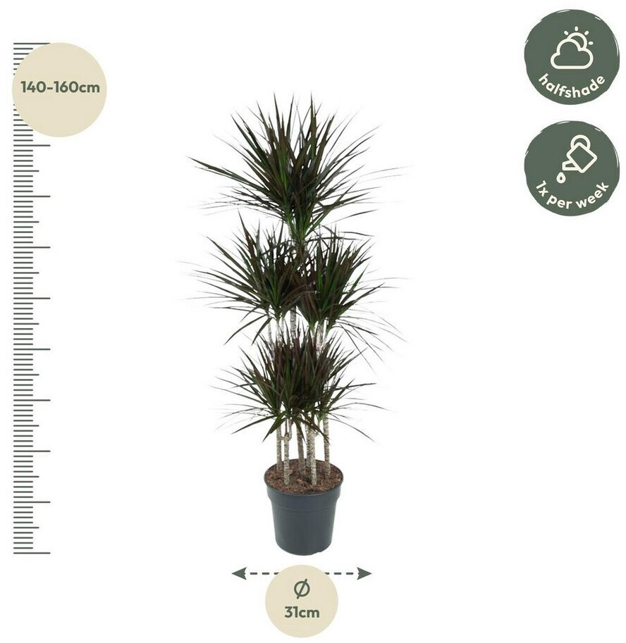 Exotenherz Dracaena marginata "Magenta" - Karussel ca. 150cm hoch ab 150.99   | Vergleiche 4 Angebote auf idealo.de