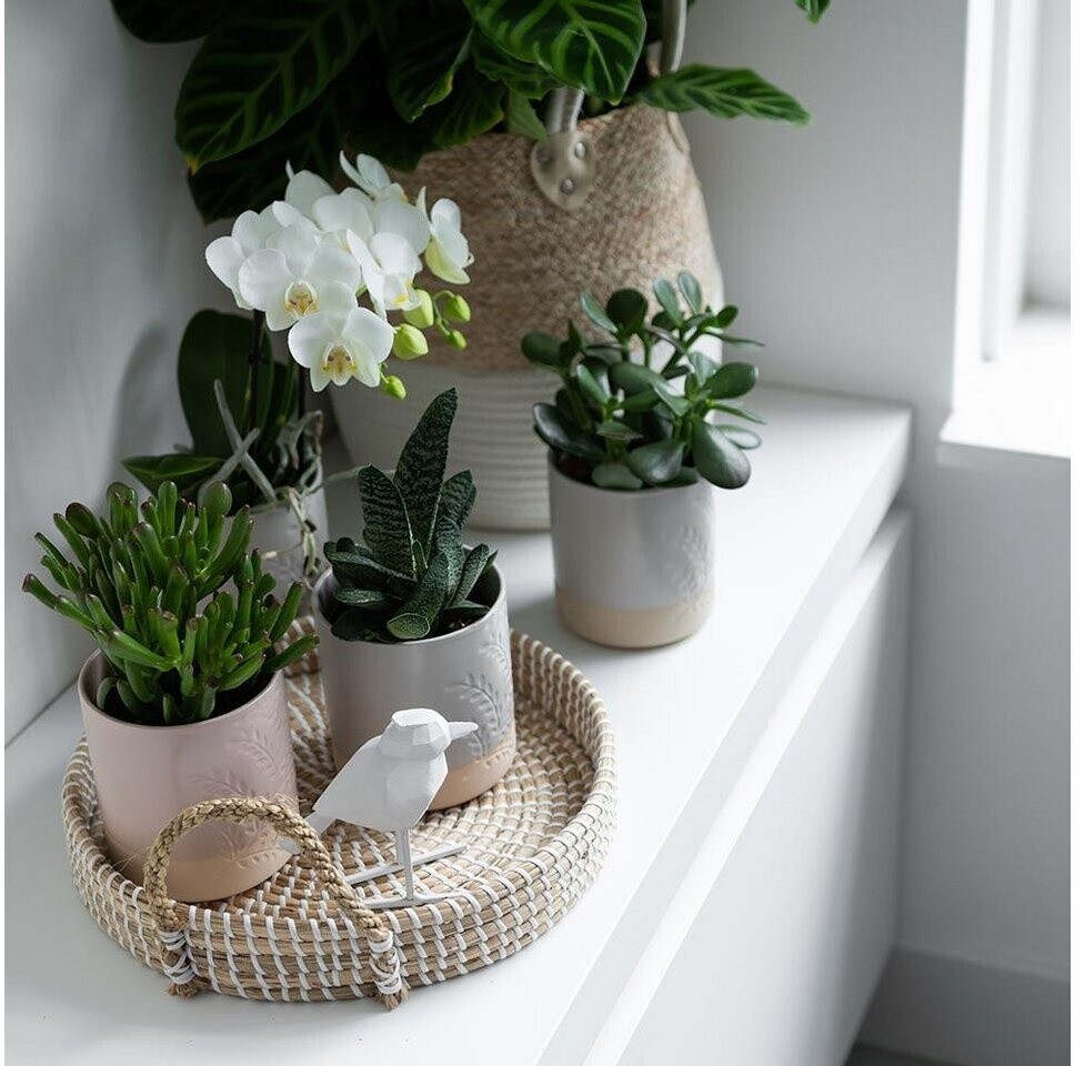 Exotenherz Minikalanchoe Rosalina Set, 3 verschiedene Pflanzen Flammendes Käthchen, 5,5 cm Topf, pflegeleicht und blühend: Tests, Infos & Preisvergleich