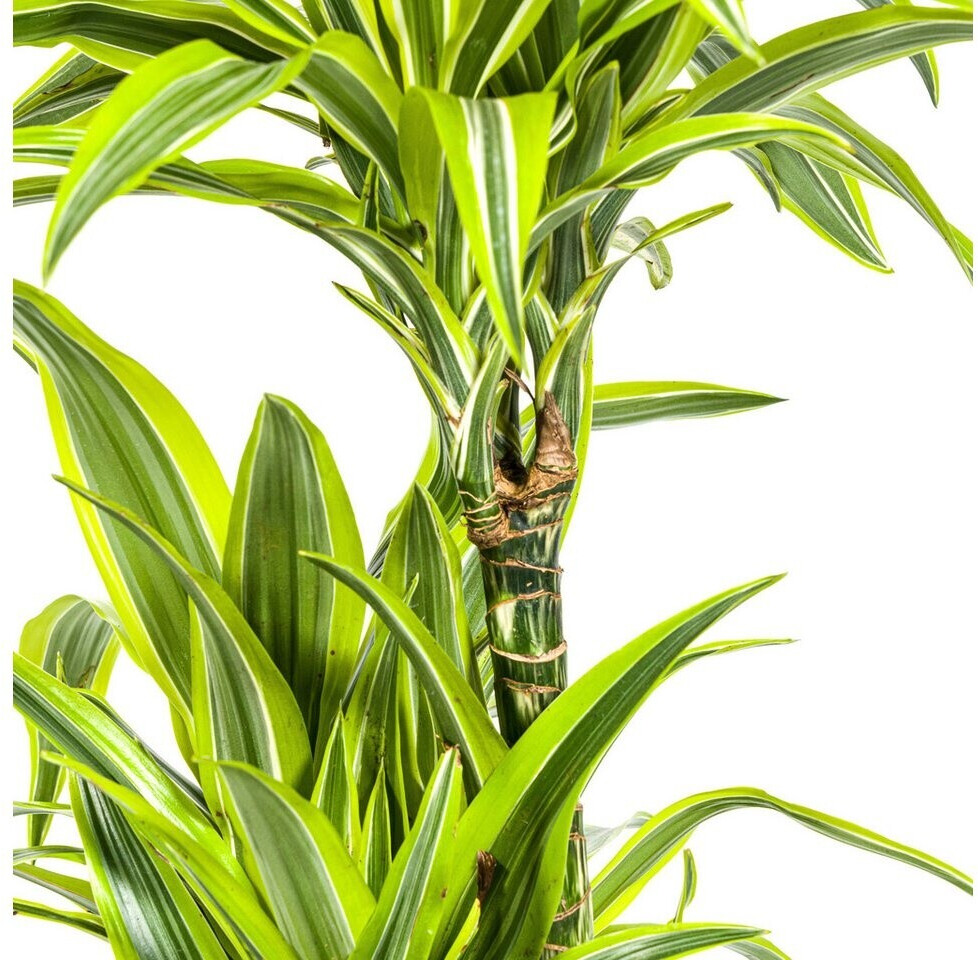 calathea dottie Calathea Dottie main image 1