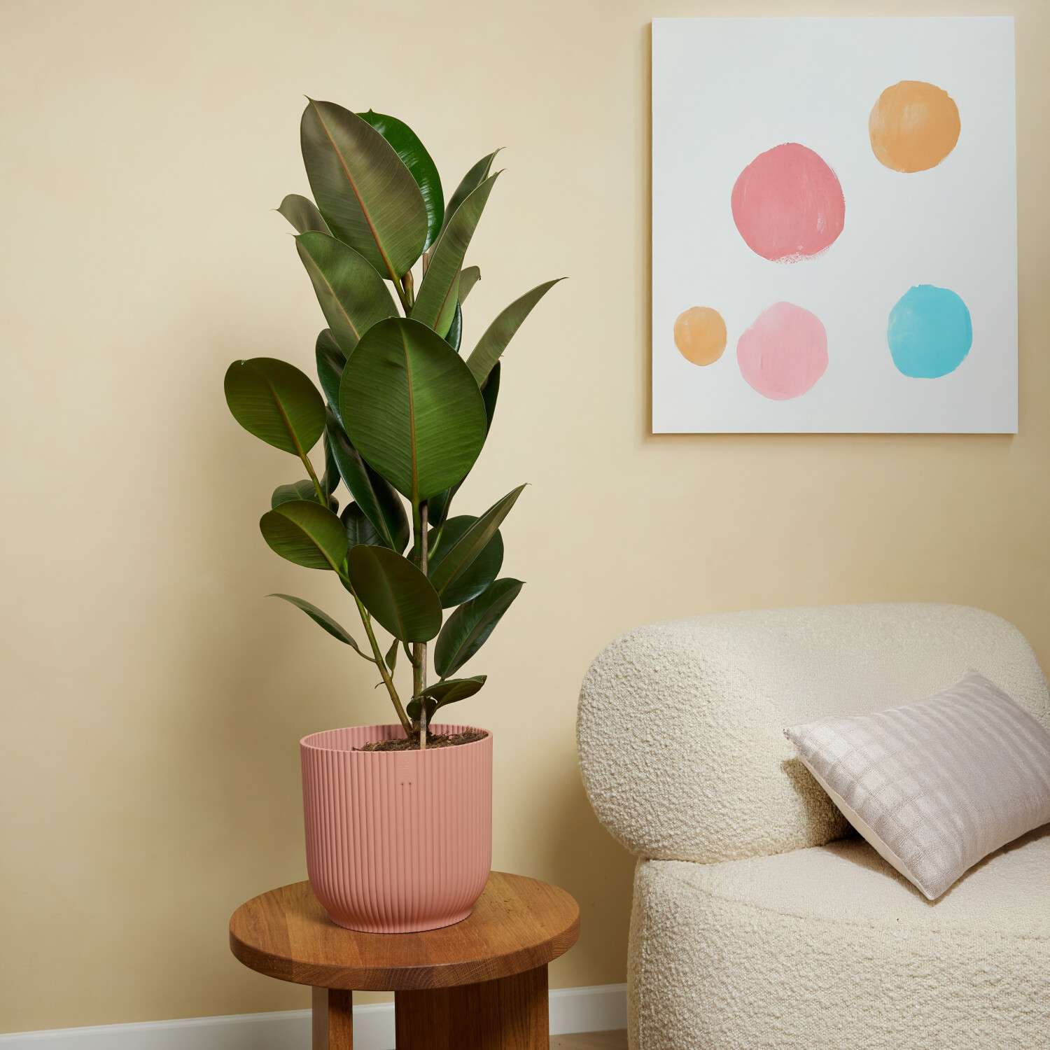 Herbie Ficus Elastica Robusta Gummibaum Zimmerpflanze luftreinigend  80-100cm, Topf 21cm (BL-5496) ab 25.99  | Vergleiche 2 Angebote auf  idealo.de
