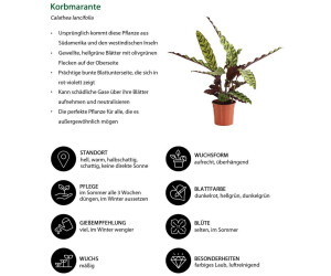 Dehner Zimmerpflanzen-Set Trend Monstera, Philodendron & Korbmarante  3-teilig, 20-25cm ab 39.99  | Vergleiche 4 Angebote auf idealo.de