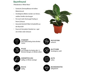 monstera socken Monstera Leaf Monster Socks main image 1