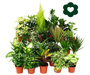 philodendron florida ghost variegated Philodendron 'Florida Ghost' 4"
