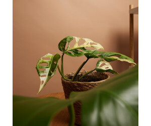 photinia düngen Purgrün Glanzmispeldünger 1 kg main image 0
