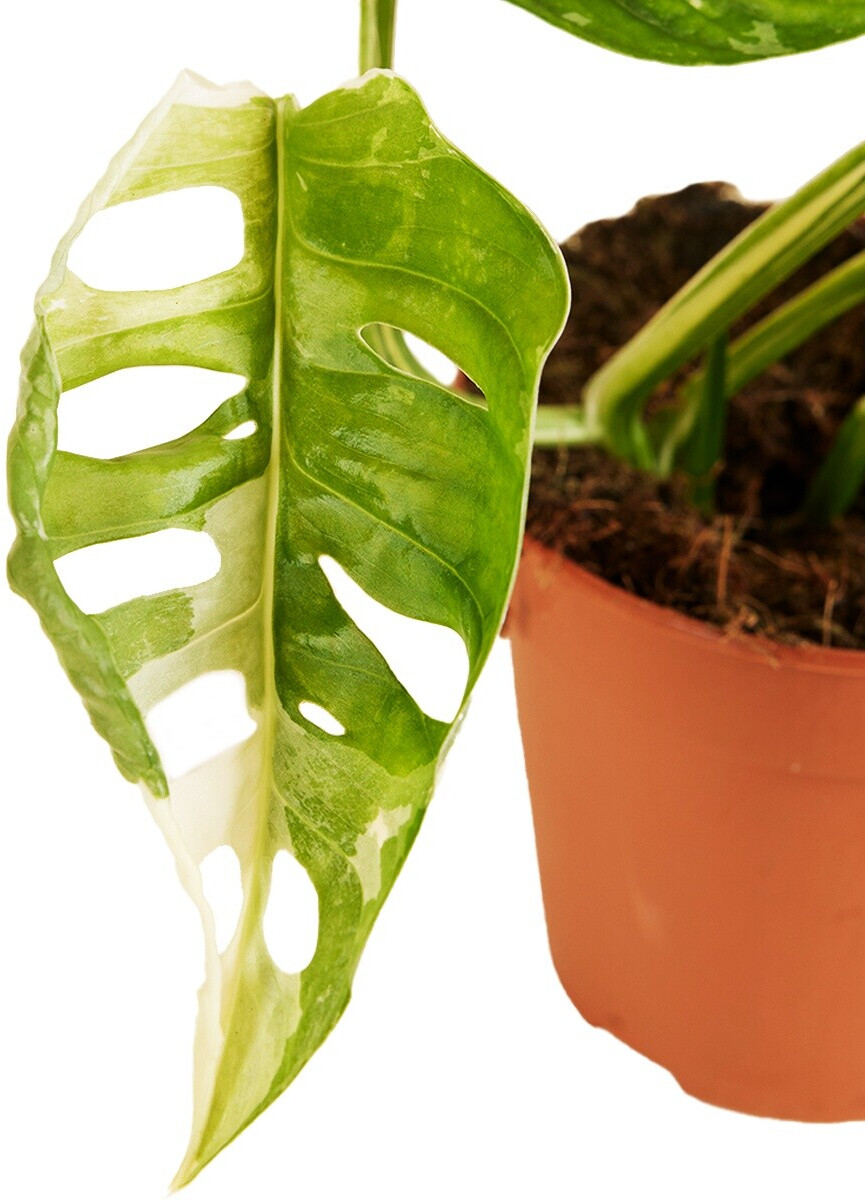 Herbie Monstera Adansonii Variegata Zimmerpflanze, Hngepflanze, 20-25cm,  Topf 12cm (BL-5510) ab 92.99  | Vergleiche 2 Angebote auf idealo.de