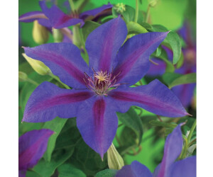 Exotenherz Clematis Mrs. N. Thompson Kletterpflanze 2er Set 11cm Topf  (1503930102025) ab 25.99  | Vergleiche 3 Angebote auf idealo.de