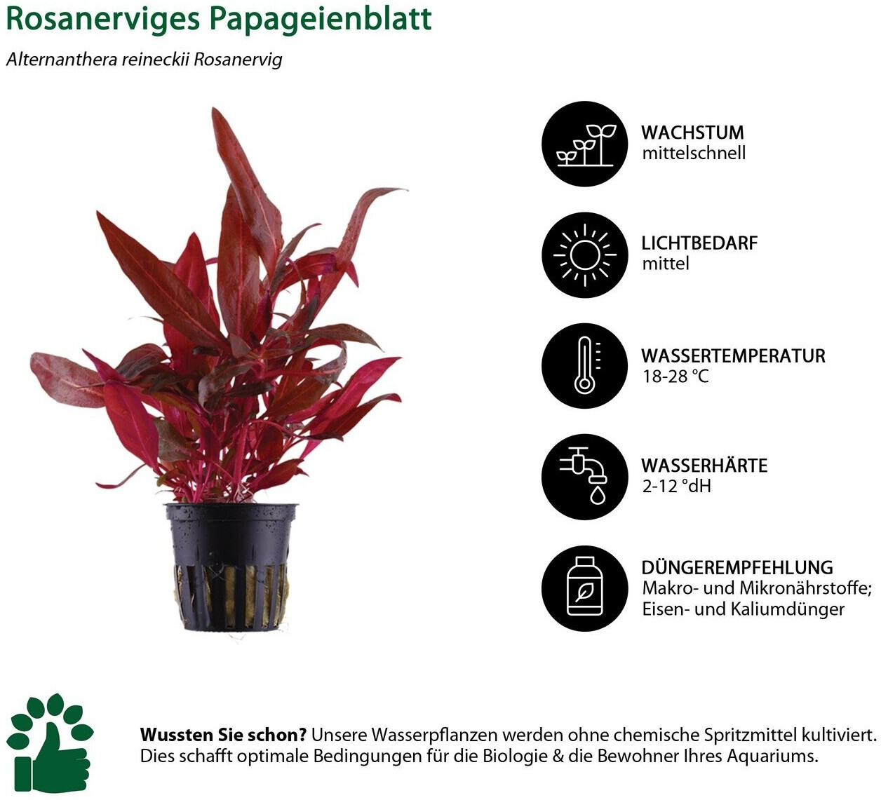 Dehner Aqua Aquarienpflanzen-Set Mittelgrundbepflanzung 204, 5-teilig ab 36,99 € (Oktober 2026)