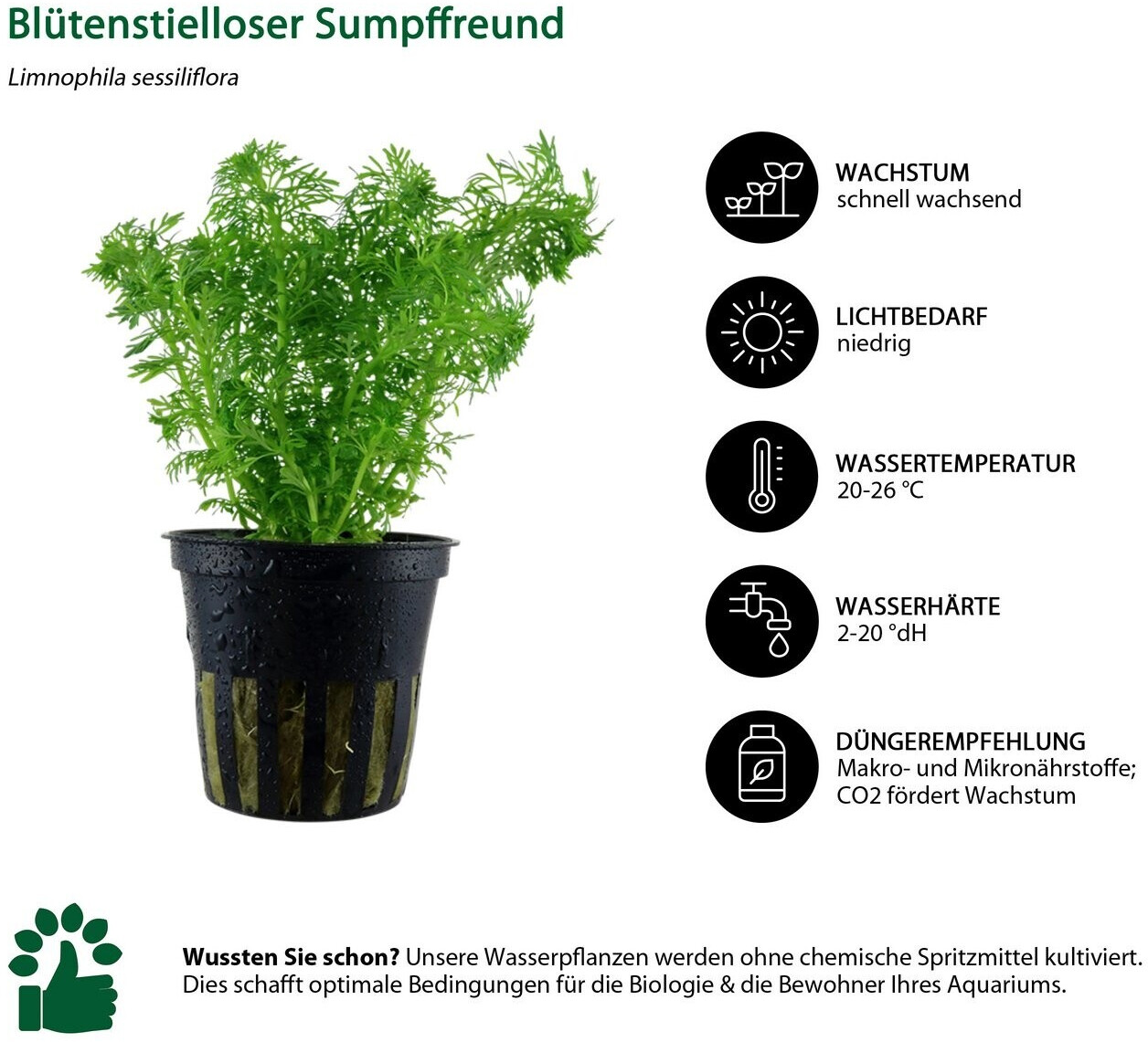 Dehner Aqua Aquarienpflanzen-Set Mittelgrundbepflanzung 204, 5-teilig ab 36,99 € (Oktober 2026)