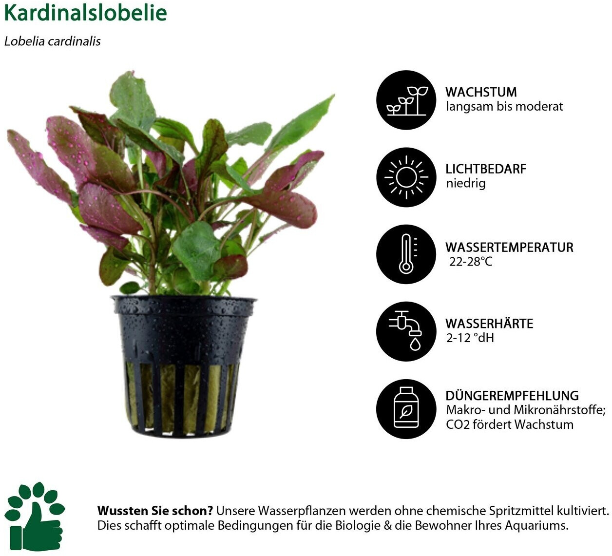 Dehner Aqua Aquarienpflanzen-Set Mittelgrundbepflanzung 204, 5-teilig ab 36,99 € (Oktober 2026)