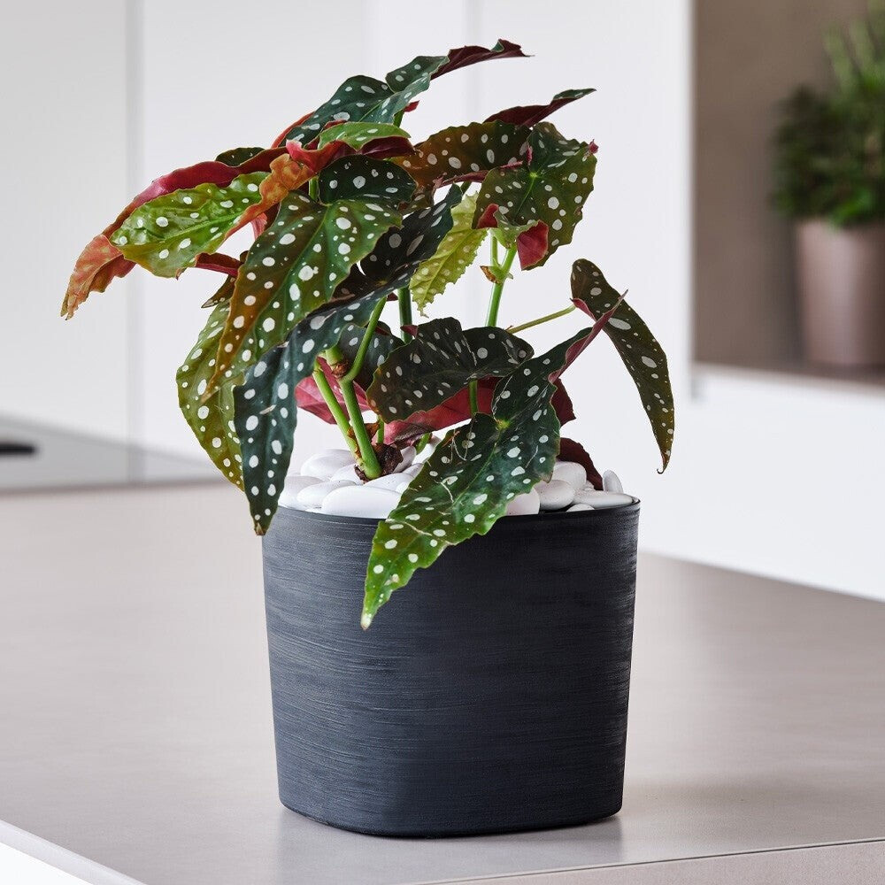 blumenkästen mit wasserspeicher lechuza Balconera Balkonkasten mit Bewässerungssystem 50 cm – Balconyliving.de