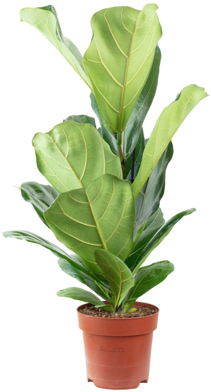 flowerbox Ficus Lyrata (Geigenfeige) Zimmerpflanze, Hhe ca. 65cm, Topf-  17cm (100W007c) ab 32.69  | Vergleiche 3 Angebote auf idealo.de