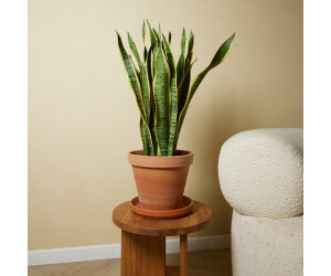 Herbie Sansevieria Laurentii Bogenhanf Zimmerpflanze 2er Set, 70-90cm, Topf  21cm (BL-5493) ab 48.99  | Vergleiche 3 Angebote auf idealo.de