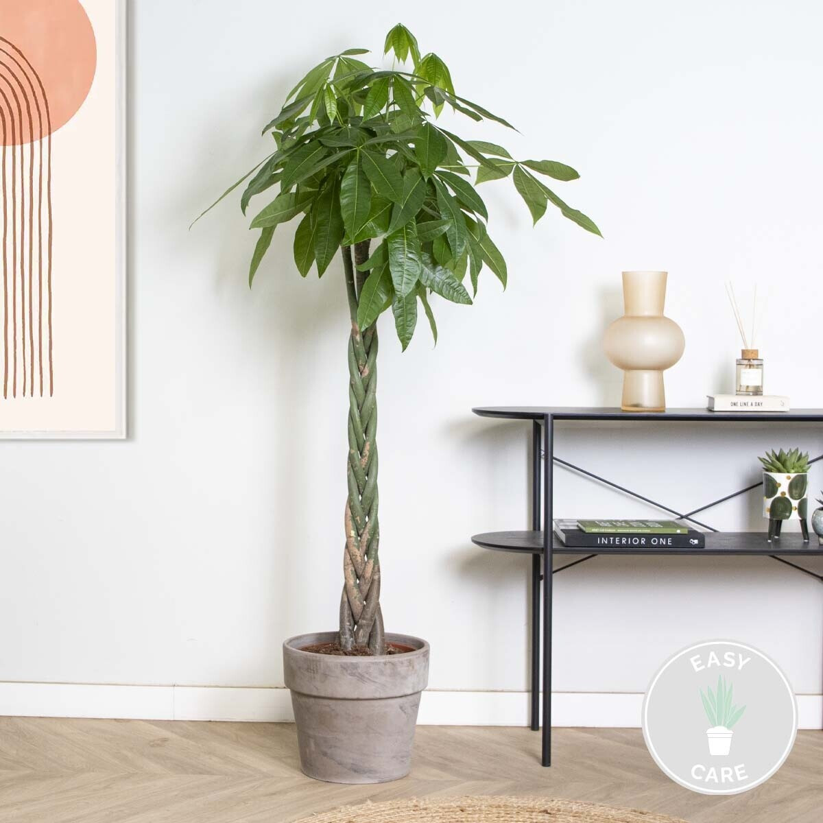 zimmerpflanzen flamingo Anthurium Lilli, Flamingo flower, Flowering Indoor Plant