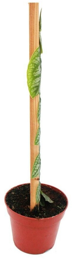 Exotenherz Monstera dubia am Brett, zweidimensionales Fensterblatt, 14cm  Topf ab 37.79  | Vergleiche 4 Angebote auf idealo.de