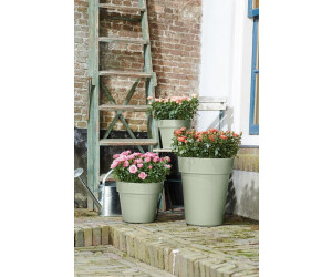 olivenbaum bienenfreundlich Mini-Olivenbaum (Geschenk) kaufen