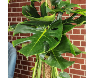 neemöl monstera NEEMÖL main image 0