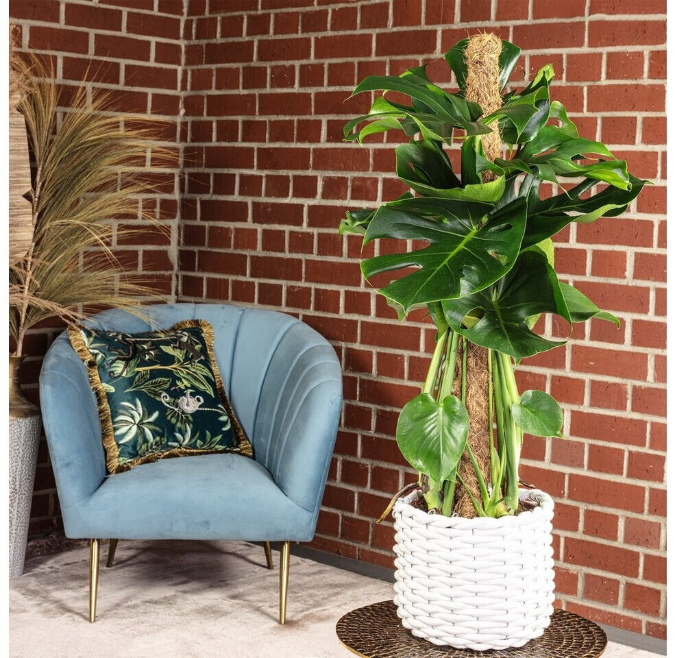 flowerbox Monstera deliciosa am Moosstab, Zimmerpflanze, ca. 80cm, Topf-  19cm ab 38.6  | Vergleiche 5 Angebote auf idealo.de