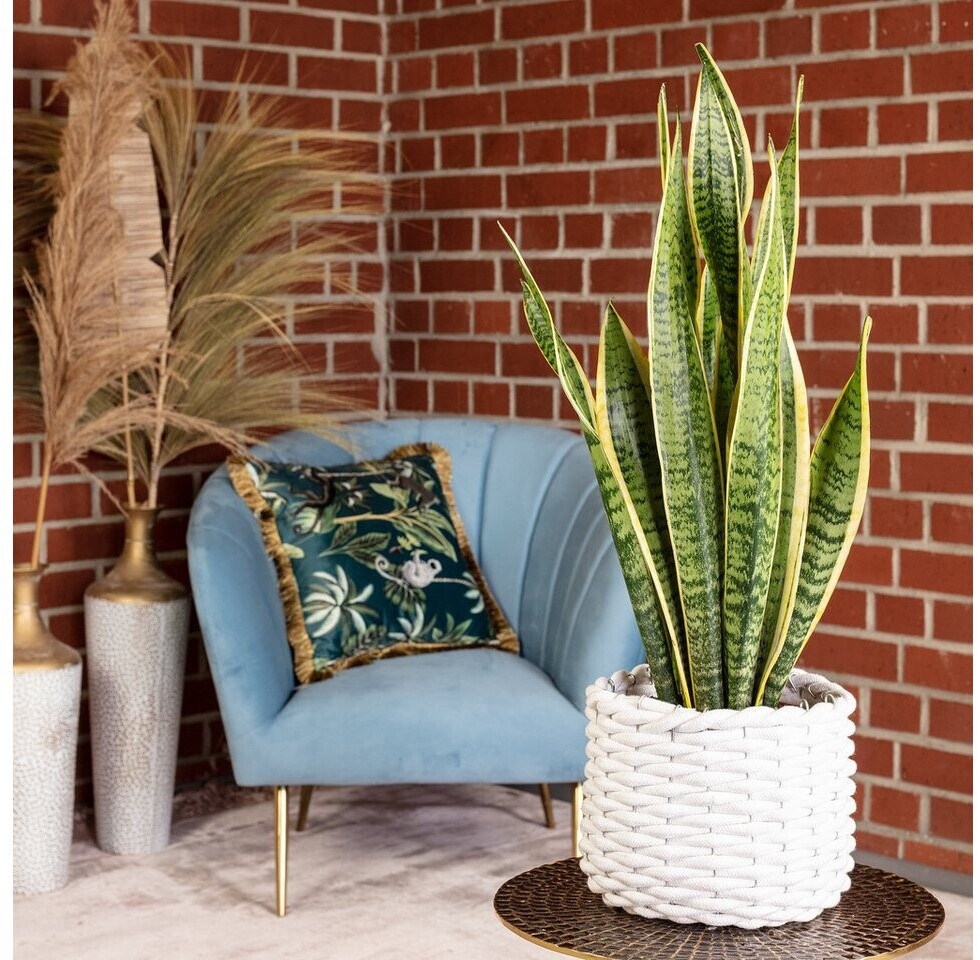 flowerbox Bogenhanf Sansevieria trifasciata Laurentii, ca. 45cm, Topf-  14cm (2778) ab 22.19  | Vergleiche 4 Angebote auf idealo.de