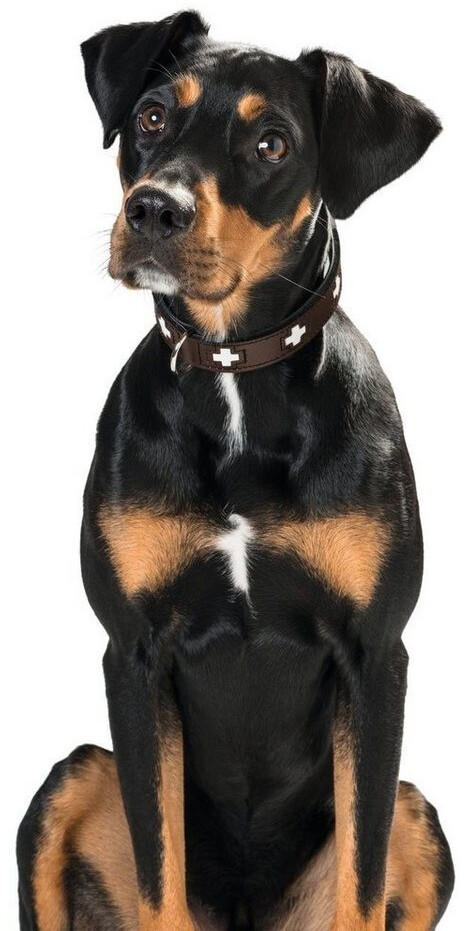 HUNTER Collier pour chien Swiss 75 dog collar Red Black HUNTER Collier pour chien Swiss 75 dog collar Red Black