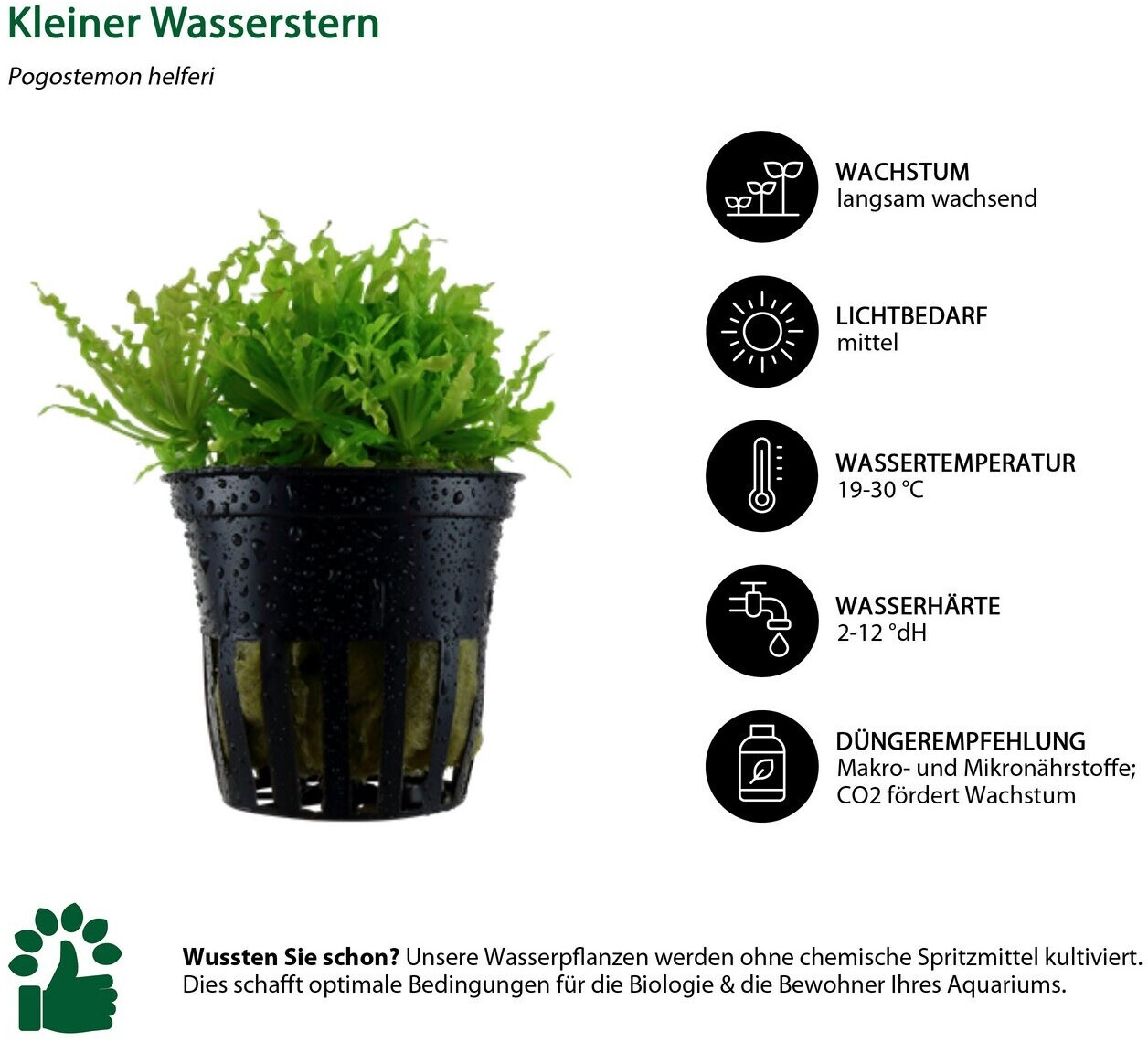 Dehner Aqua Aquarienpflanzen-Set Vordergrundbepflanzung 202, 5-teilig ab 36,99 € (Oktober 2026)