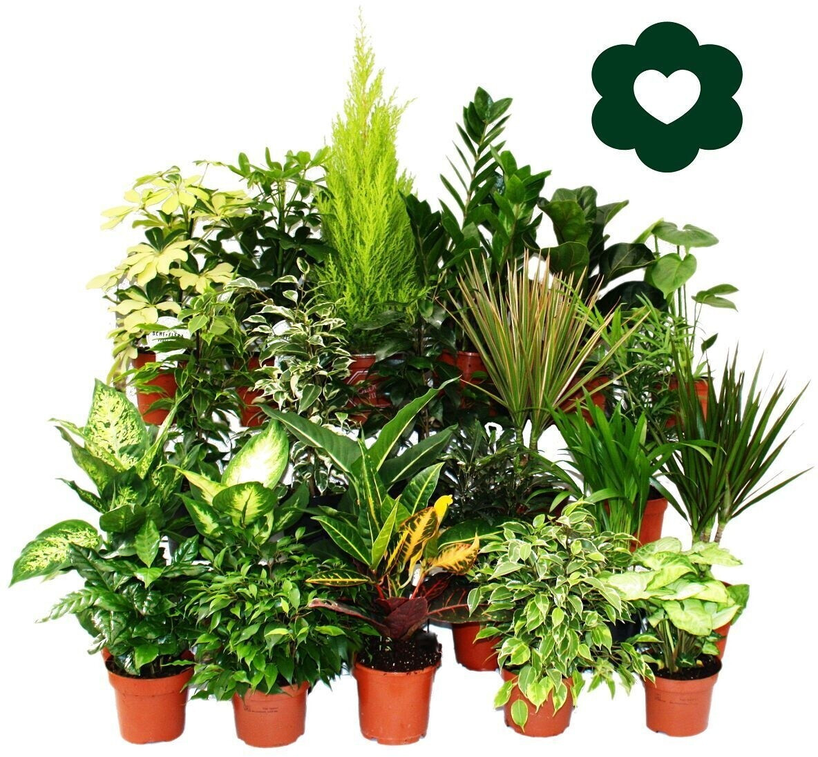exotenherz-zimmerpflanzen-set-dieffenbachia-chamaedorea-elegans