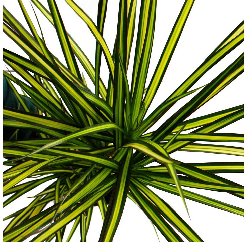 exotenherz-dracaena-marginata-sunray-zimmerpflanze-17cm-topf-2er