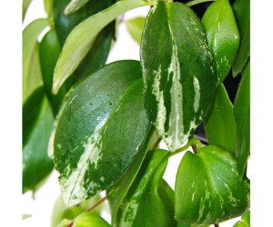 Exotenherz Aeschynanthus lobbianus Variegatus Hängepflanze, 15cm Ampeltopf (1266522112024) ab 26,99 € (Oktober 2026)