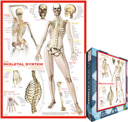 Eurographics Puzzles The Skeletal System