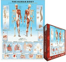 Eurographics Puzzles The Human Body