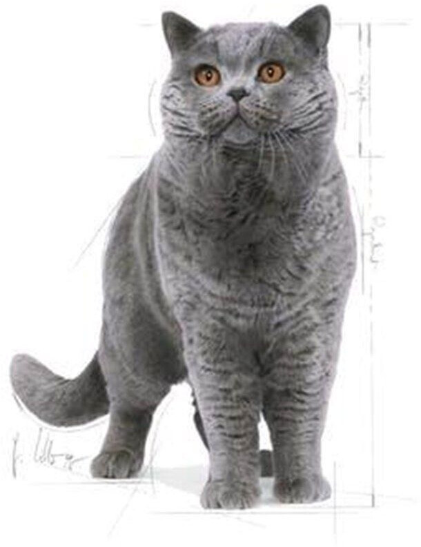 Royal Canin Croquettes pour chat 10kg Royal Canin Croquettes pour chat 10kg