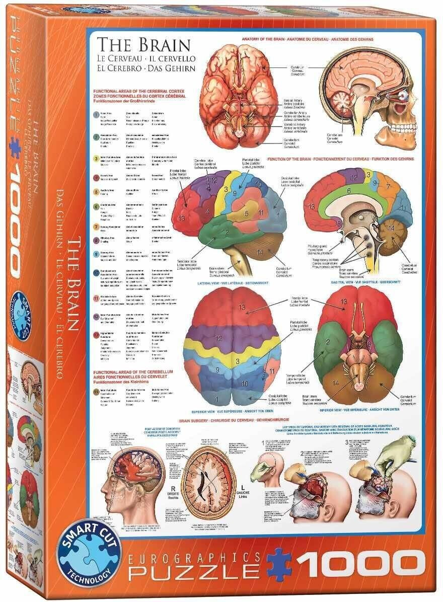 Eurographics Puzzles The Brain