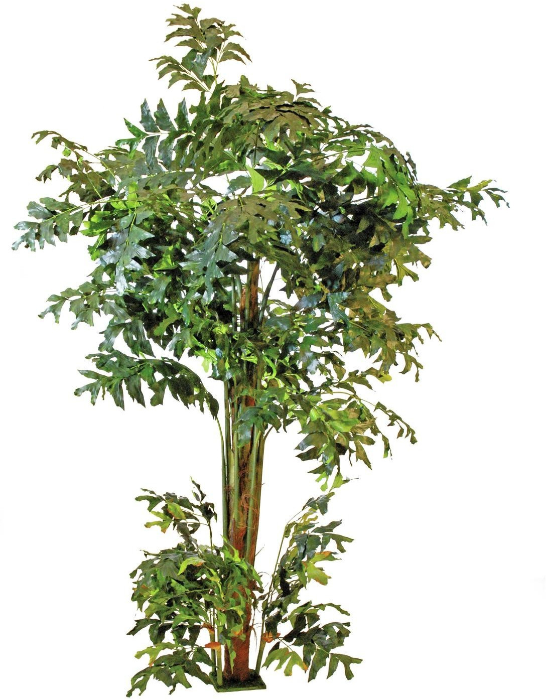 Europalms Caryota - 300 cm