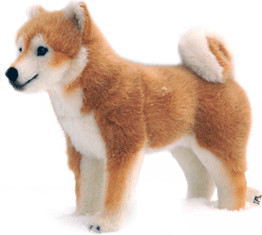 Kösener Shiba Inu - Dog