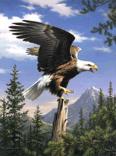 Mammut jouets Peinture au numéro petit format - L'aigle