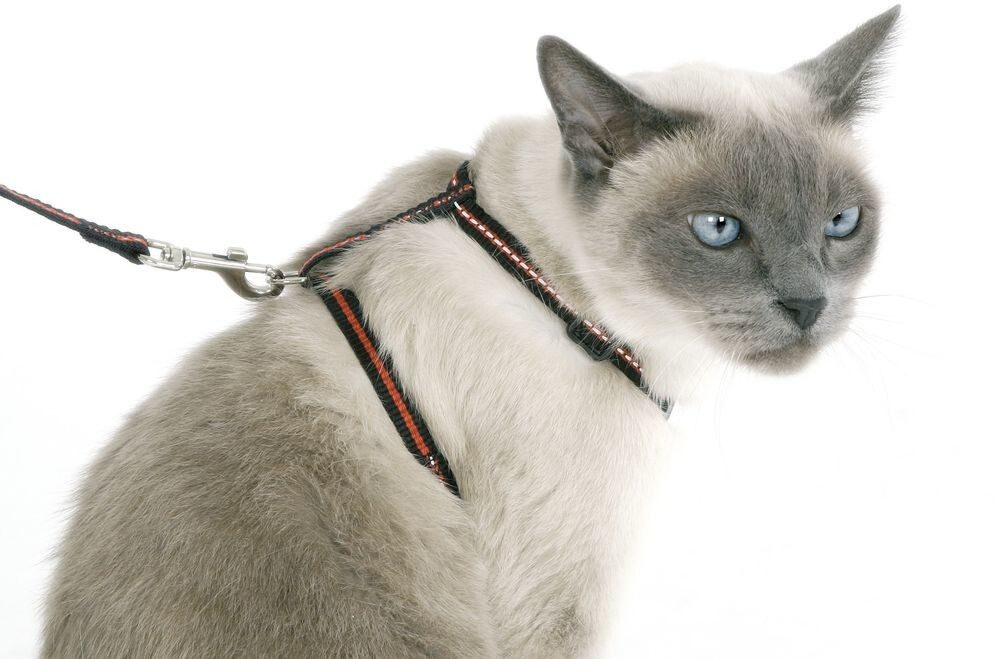 Kerbl Harnais pour chat laisse 120 cm Kerbl Harnais pour chat laisse 120 cm