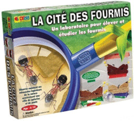 BSM La cité des fourmis