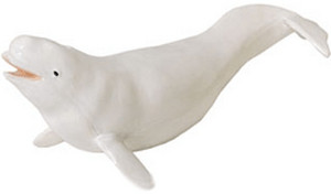 Safari Baleine Beluga