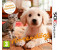 Nintendogs + Cats: Golden Retriever & New Friends (3DS)