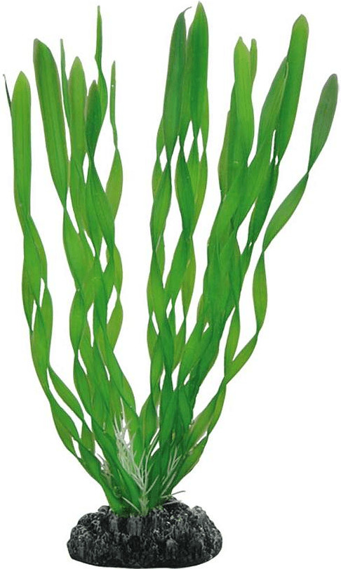 Hobby Vallisneria (20 cm)